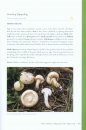 Edible Mushrooms
