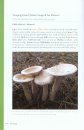 Edible Mushrooms