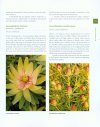 Protea: A Guide to Cultivated Species and Varieties