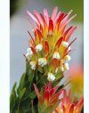 Protea: A Guide to Cultivated Species and Varieties