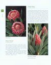 Protea: A Guide to Cultivated Species and Varieties