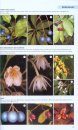The Kew Tropical Plant Families Identification Handbook