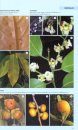 The Kew Tropical Plant Families Identification Handbook