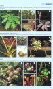 The Kew Tropical Plant Families Identification Handbook