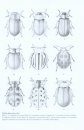 Chinese Leaf Beetles