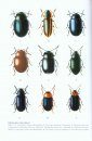 Chinese Leaf Beetles