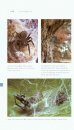 Spiderwatch: A Guide to Australian Spiders