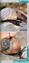 Guide des Mollusques Terrestres: Escargots et Limaces [Guide to Terrestrial Molluscs: Snails and Slugs]