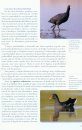 Guía de las Aves de Menorca [Guide to the Birds of Menorca]
