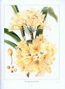 The Amaryllidaceae of Southern Africa