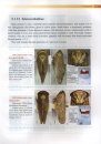 Pictorial of Insect Type Specimens Deposited in Guizhou University