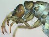 Trichoptera Families