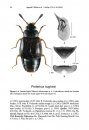 ZooKeys 573: The Coleoptera of New Brunswick and Canada
