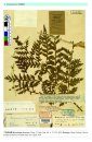 Type Specimens in China National Herbarium (PE), Volume 1: Pteridophyta (1) [English / Chinese]