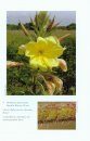 Evening-Primroses (Oenothera) of Britain and Ireland
