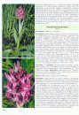 Orchidées d'Europe d'Afrique du Nord et du Proche-Orient [Orchids of Europe, North Africa and the Middle East]