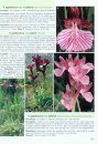 Orchidées d'Europe d'Afrique du Nord et du Proche-Orient [Orchids of Europe, North Africa and the Middle East]