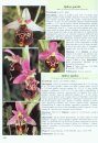 Orchidées d'Europe d'Afrique du Nord et du Proche-Orient [Orchids of Europe, North Africa and the Middle East]
