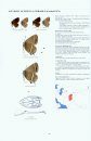 Lycaenidae Part 2 (Guide to the Butterflies of the Palearctic Region)