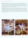 Bulbs of the Eastern Mediterranean