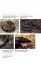 Snakes of the Eastern United States