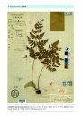 Type Specimens in China National Herbarium (PE), Volume 2: Pteridophyta (2) [English / Chinese]
