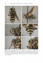 ZooKeys 575: Annotated Catalogue of the Tachinidae (Insecta, Diptera) of the Afrotropical Region, with the Description of Seven New Genera