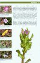 Les Plantes de Menorca [The Plants of Menorca]