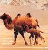 How the Camel Got Its Hump