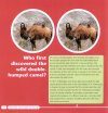 How the Camel Got Its Hump