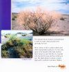 Rare Plants of the Gobi Desert