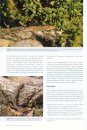 Les Reptiles des Pyrénées [The Reptiles of the Pyrenees]