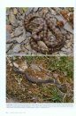 Les Reptiles des Pyrénées [The Reptiles of the Pyrenees]