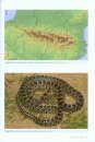 Les Reptiles des Pyrénées [The Reptiles of the Pyrenees]