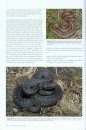 Les Reptiles des Pyrénées [The Reptiles of the Pyrenees]