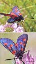 Guide des Plus Beaux Papillons et Leurs Fleurs Favorites: France, Belgique, Luxembourg, Suisse [Guide to the Most Beautiful Butterflies and Their Favourite Flowers: France, Belgium, Luxembourg, Switzerland]