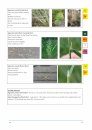 A Field Guide to Grasses, Sedges and Rushes