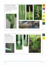 A Field Guide to Grasses, Sedges and Rushes