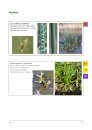 A Field Guide to Grasses, Sedges and Rushes