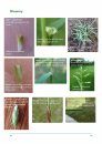 A Field Guide to Grasses, Sedges and Rushes