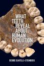 What Teeth Reveal About Human Evolution