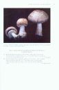 Agaricus of North America
