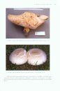 Agaricus of North America