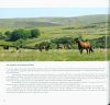 The Dartmoor Pony