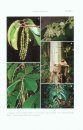 Flora of Thailand, Volume 13, Part 1