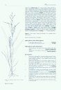 Identification Guide to Southern African Grasses