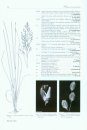 Identification Guide to Southern African Grasses