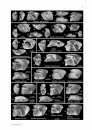 Palaeo Ichthyologica, Volume 14 [English]