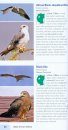 Struik Pocket Guide: Birds of East Africa