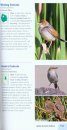 Struik Pocket Guide: Birds of East Africa